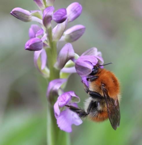 Bombus pascuorum